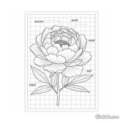 Botanical Blueprint of a Peony