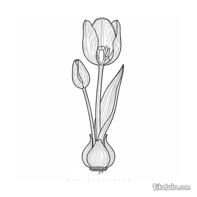 Botanical Tulip Cross-Section