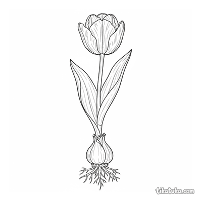 Botanical Tulip Cross-Section