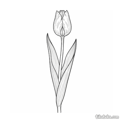 Single Tulip Bud Botanical Sketch